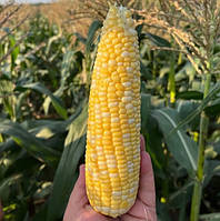 Прерія F1 - насіння цукрової кукурудзи, 1000нас., Libra Seeds