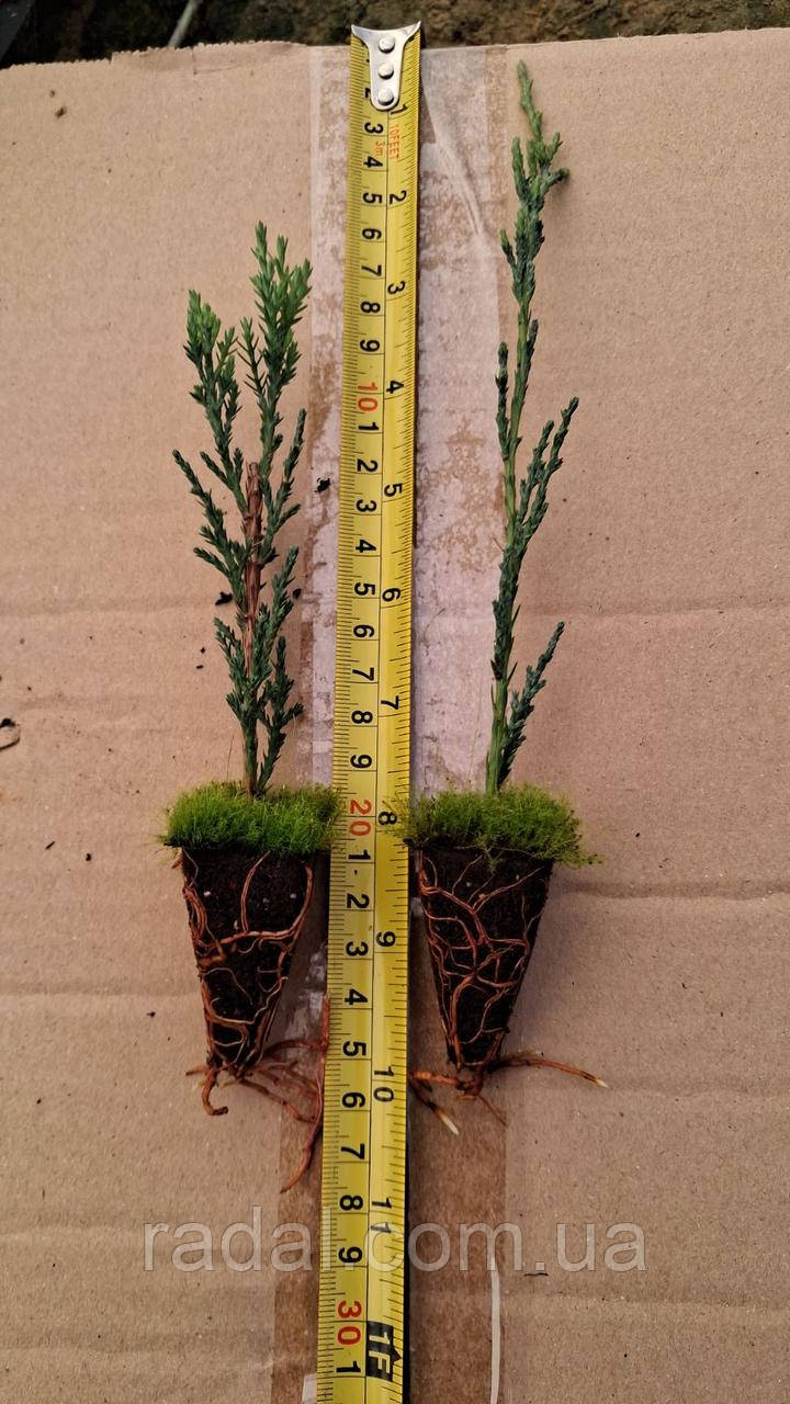 Ялівець скельний Блю Еров в касеті 260 шт, висота 10-14 см (Juniperus scopulorum Blue Arrow), фото 1