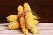 Канзас F1 - насіння цукрової кукурудзи, 1000нас., Libra Seeds