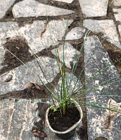 Фестука глаука Блю селект. Д5.