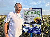 Долар (Сумо) 55ц/га, олія 52%, A-G+, 112 днів, Фракція Екстра, фото 6