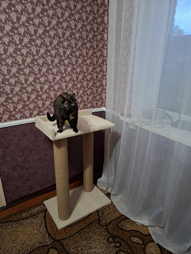 Висока кігтеточка для Мейн-кунів із лежанкою 95*60*40 см - фото покупців 1