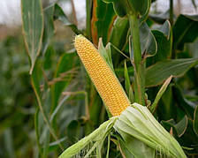 СанРайз F1 - насіння цукрової кукурудзи, 1000нас., Libra Seeds