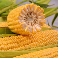 СанСвіт F1 - насіння цукрової кукурудзи, 1000нас., Libra Seeds