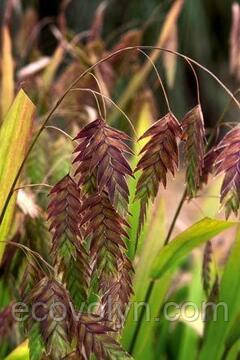 ХАСМАТІУМ широколистий р9, фото 1