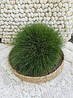 Трава ГОТЬЄ