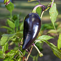 Семена Перец острый Халапеньо Purple , Capsicum Annuum 5 шт/уп