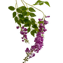 Декоративна квітка гліцинія 20420