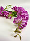 Декоративна квітка гліцинія 20420, фото 2