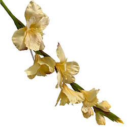 Декоративна квітка гладіолус РОЕК 367Р