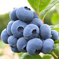 Лохина "Нельсон" (Пізня) (С3)