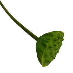 Декоративна гілка плід лотосу SHK22033