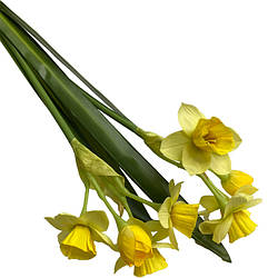 Декоративна квітка букет нарцисів K29947