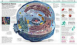 ЕНЦИКЛОПЕДІЯ ЗНАНЬ про світ, яким ви його ще не бачили, фото 6