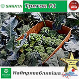 Броколі Тритон F1 (найпривабливіша), ТМ Sakata (Японія), 1000 насінин, фото 5
