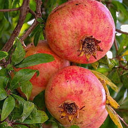 Саджанці граната Кримський рожевий 2річка