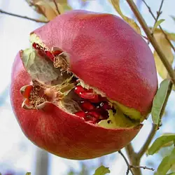 Саджанці граната Нікітський ранній 2річка