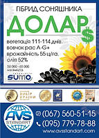 Соняшник під гранстар ДОЛАР. Врожайний 55ц/га, Олійний 52%, вовчок сім рас A-G +. Екстра, фото 9