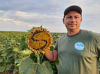 Долар (Сумо) 55ц/га, олія 52%, A-G+, 112 днів, Фракція Екстра, фото 4