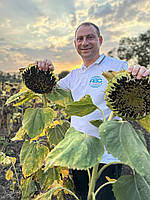 Насіння соняшника Долар (під гранстар). 112 днів, 55ц/га, олія 52%, A-G+. Стандарт, фото 3