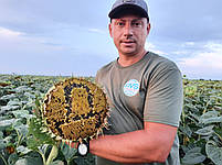 Насіння соняшника Долар (під гранстар). 112 днів, 55ц/га, олія 52%, A-G+. Стандарт, фото 5