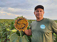 Насіння соняшника Долар (під гранстар). 112 днів, 55ц/га, олія 52%, A-G+. Стандарт, фото 6