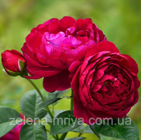 Троянда англійська Аскот, фото 1