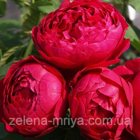 Троянда англійська Аскот, фото 1