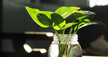 Укорінювачі для рослин: як вони працюють і який вибрати?