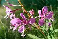 Иван-чай (кипрей узколистный) 1кг