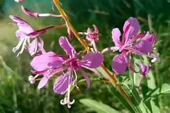 Іван-чай (кіпрей вузьколистий) 1кг