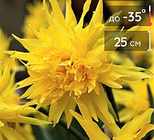 Нарцис 2шт Rip van Winkle (Ріп Ван Вінкле)