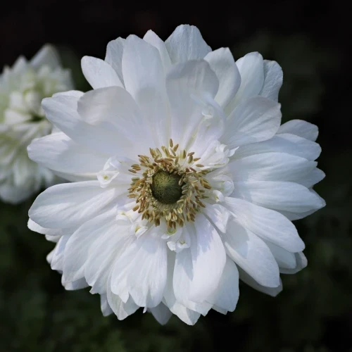 Анемона біла Mount Everest / Маунт Еверест, Голландія 1 цибулина, фото 1