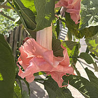 Бругмансія махрова рожева вкорінений живець Brugmansia