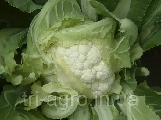 Капуста цвітна Каспер F1 20шт (Проф.Нас), фото 2