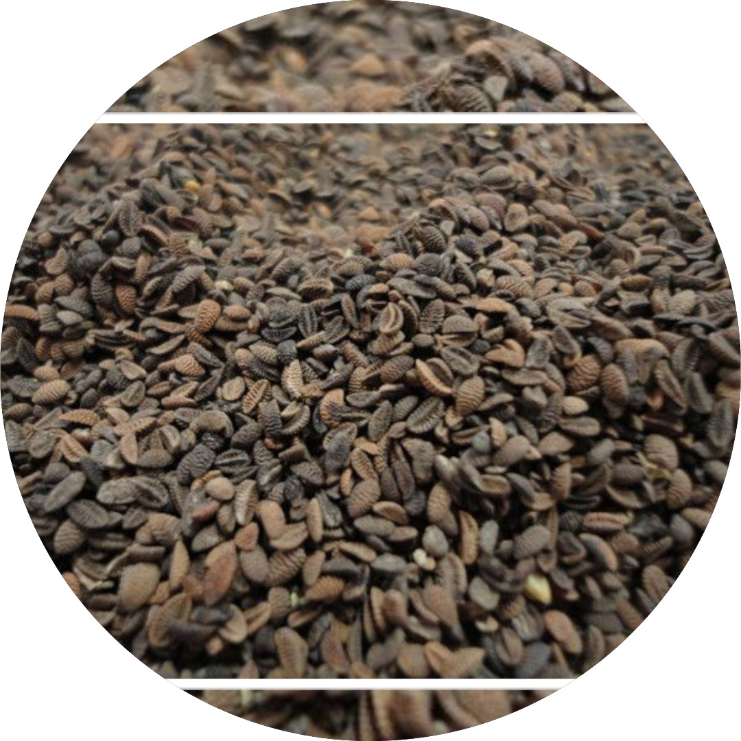 Насіння сидерат Фацелія 10г (вагова)