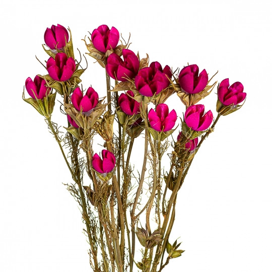 Букет із сухоцвітів червоний, 55 см., (8430-044)