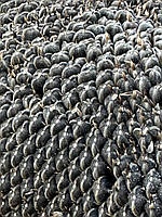 Соняшник Кондитерський (ГЕРАКЛ) 114днів. Врожайний 36ц/га, шість рас вовчка A-F. (1-ша репродукція), фото 3