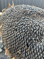 Кондитерський соняшник Геракл, 36ц/га, вовчок рас A-F, (112-116днів). 1 репродукція, фото 6