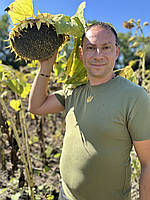 Кондитерка на посів. Соняшник ГЕРАКЛ 36ц/га, 114днів, вовчок A-F. (1 репр-ція), фото 8