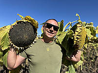 Соняшник Кондитерський (ГЕРАКЛ) 114днів. Врожайний 36ц/га, шість рас вовчка A-F. (1-ша репродукція), фото 5