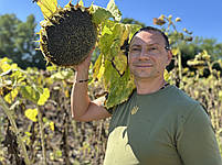 Соняшник Кондитерський (ГЕРАКЛ) 114днів. Врожайний 36ц/га, шість рас вовчка A-F. (1-ша репродукція), фото 6