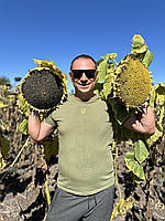 Кондитерський соняшник Геракл, 36ц/га, вовчок рас A-F, (112-116днів). 1 репродукція, фото 9