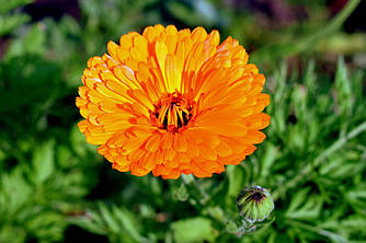 Календула сушена подрібнена 1кг