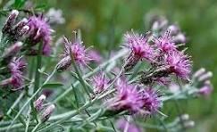 Соссюрея иволистная трава (Saussurеa) 100 гр., фото 1