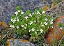 Очанка лікарська трава (Euphrasia officinalis) 100 гр., фото 1