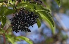 Бузина плоди (Sambucus nigra) 100 гр., фото 1