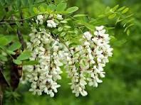 Акація біла квітка (Acacia alba Robinia pseudoacacia) 100 гр., фото 1