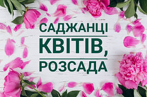 Саджанці квітів, свіжа копана розсада