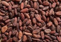Какао боби живі натуральні (Theobroma cacao) 100 гр., фото 1